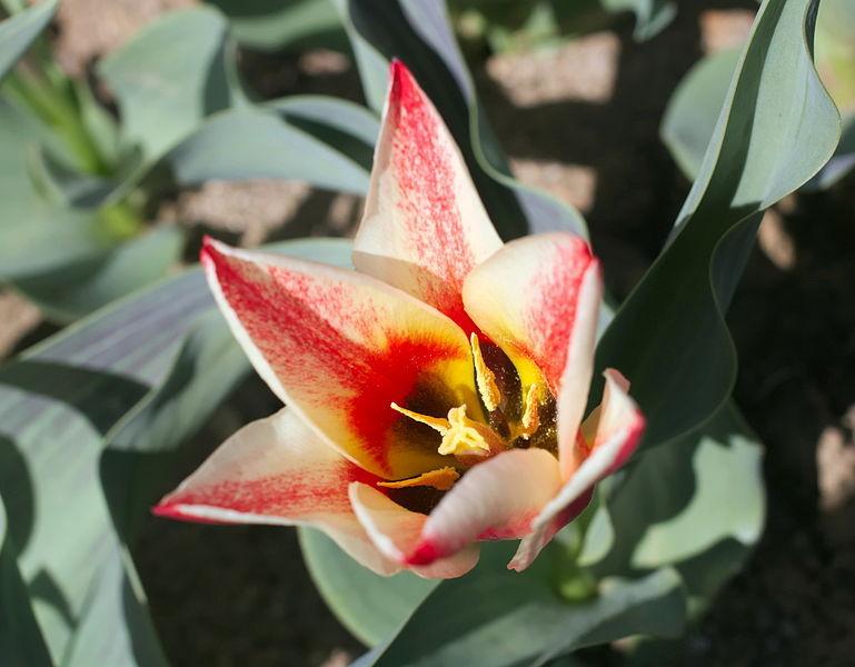 Photo of Tulip (Tulipa greigii 'Pinocchio') uploaded by robertduval14