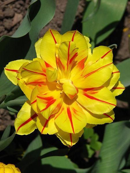 Photo of Double Early Tulip (Tulipa 'Monsella') uploaded by robertduval14