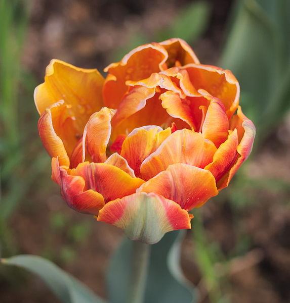 Photo of Peony-flowered Tulip (Tulipa 'Orange Princess') uploaded by robertduval14