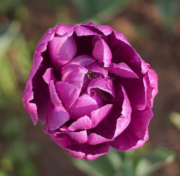 Photo of Double Late Tulip (Tulipa 'Blue Diamond') uploaded by robertduval14