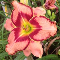 Location: Tom Bruce's Carolina Daylilies
Date: June 27, 2015
One of the most striking blooms I've seen