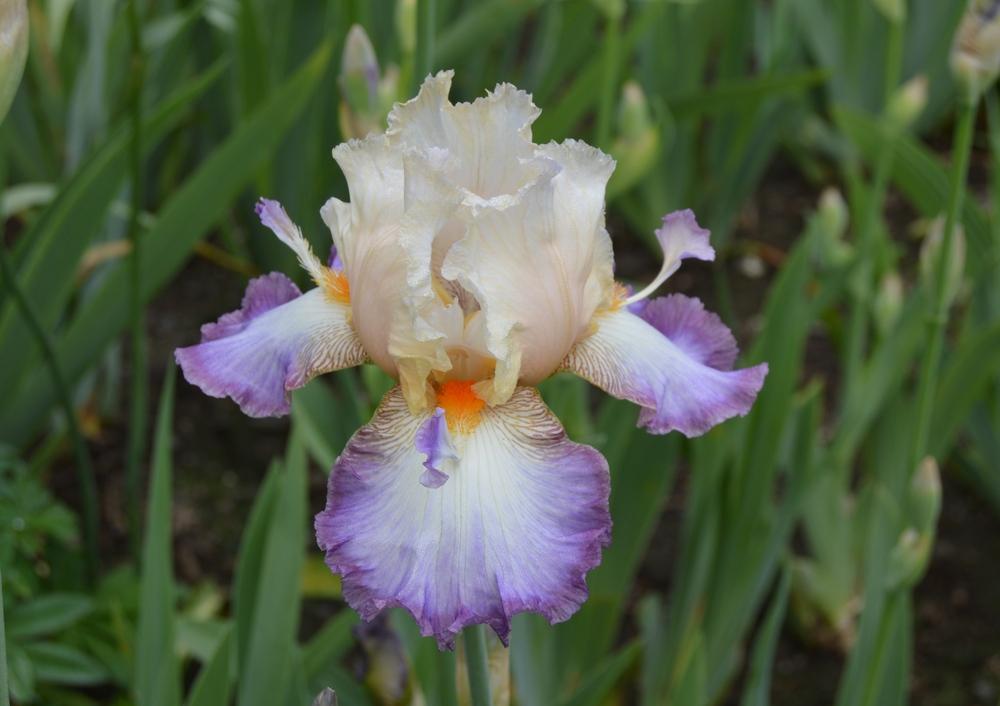 Photo of Tall Bearded Iris (Iris 'Wings at Dawn') uploaded by KentPfeiffer