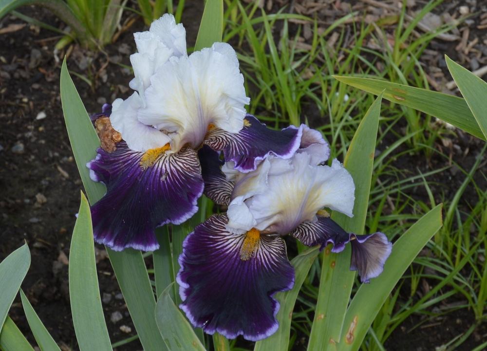 Photo of Tall Bearded Iris (Iris 'Wild Vision') uploaded by KentPfeiffer