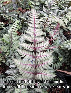 Photo of Japanese Painted Fern (Anisocampium niponicum 'Regal Red') uploaded by ge1836