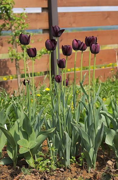 Photo of Single Late Tulip (Tulipa 'Queen of Night') uploaded by robertduval14