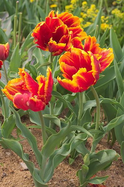 Photo of Parrot Tulip (Tulipa 'Bright Parrot') uploaded by robertduval14