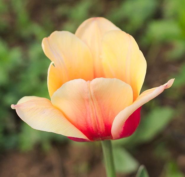 Photo of Single Early Tulip (Tulipa 'Apricot Beauty') uploaded by robertduval14