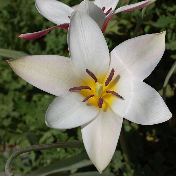 Photo of Lady Tulip (Tulipa clusiana 'Lady Jane') uploaded by robertduval14