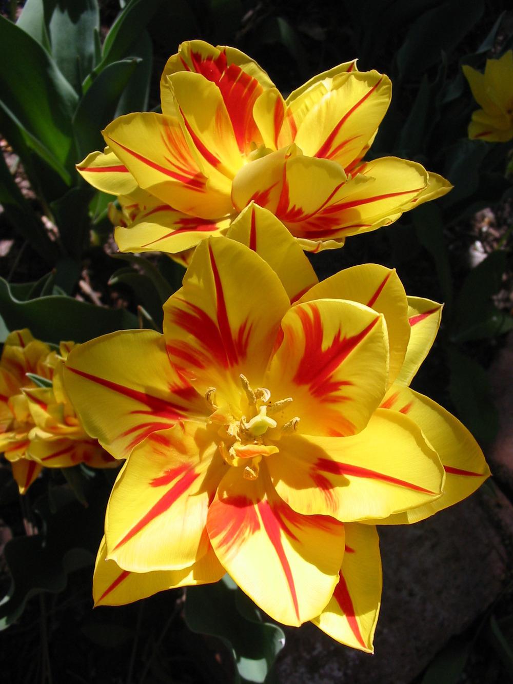 Photo of Double Early Tulip (Tulipa 'Monsella') uploaded by robertduval14