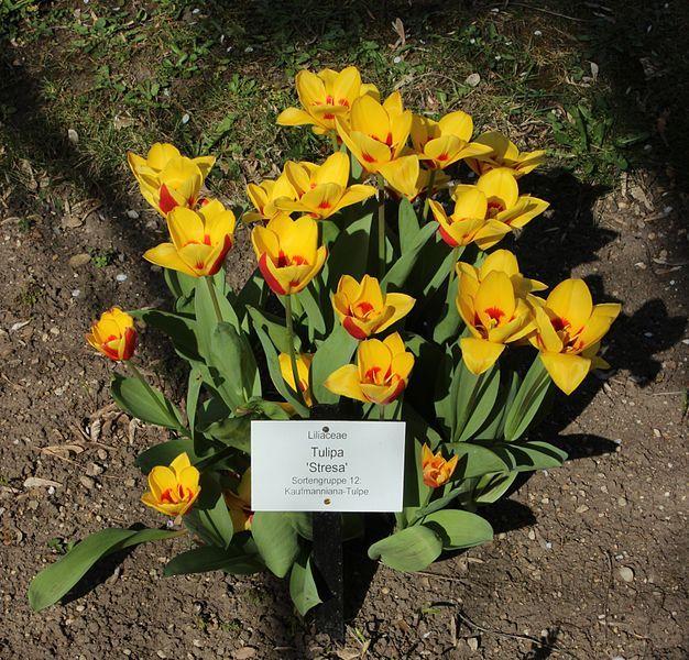 Photo of Waterlily Tulip (Tulipa kaufmanniana 'Stresa') uploaded by robertduval14