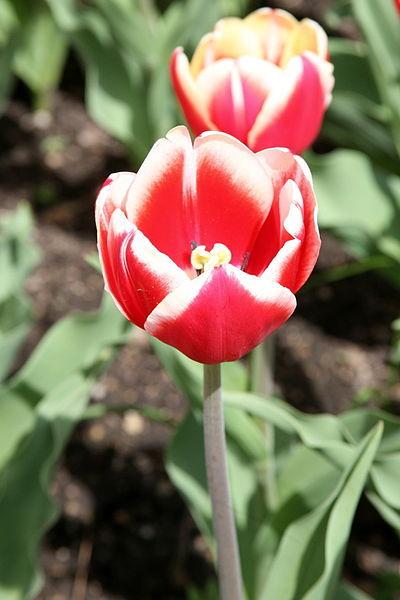 Photo of Triumph Tulip (Tulipa 'Leen van der Mark') uploaded by robertduval14