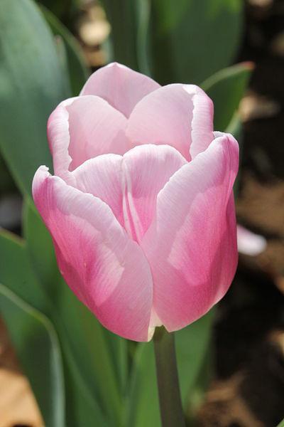 Photo of Tulip (Tulipa 'Gabriella') uploaded by robertduval14