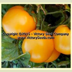 Location: Victory Seed Company - Liberal, OR
Date: 2015
Image used with permission of the Victory Seed Company.