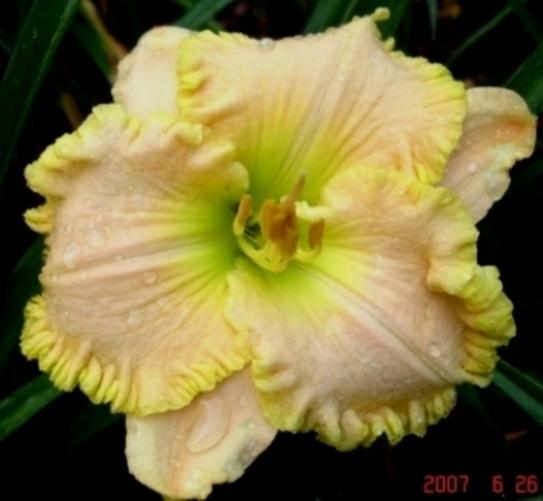 Photo of Daylily (Hemerocallis 'J.T. Davis') uploaded by Sscape