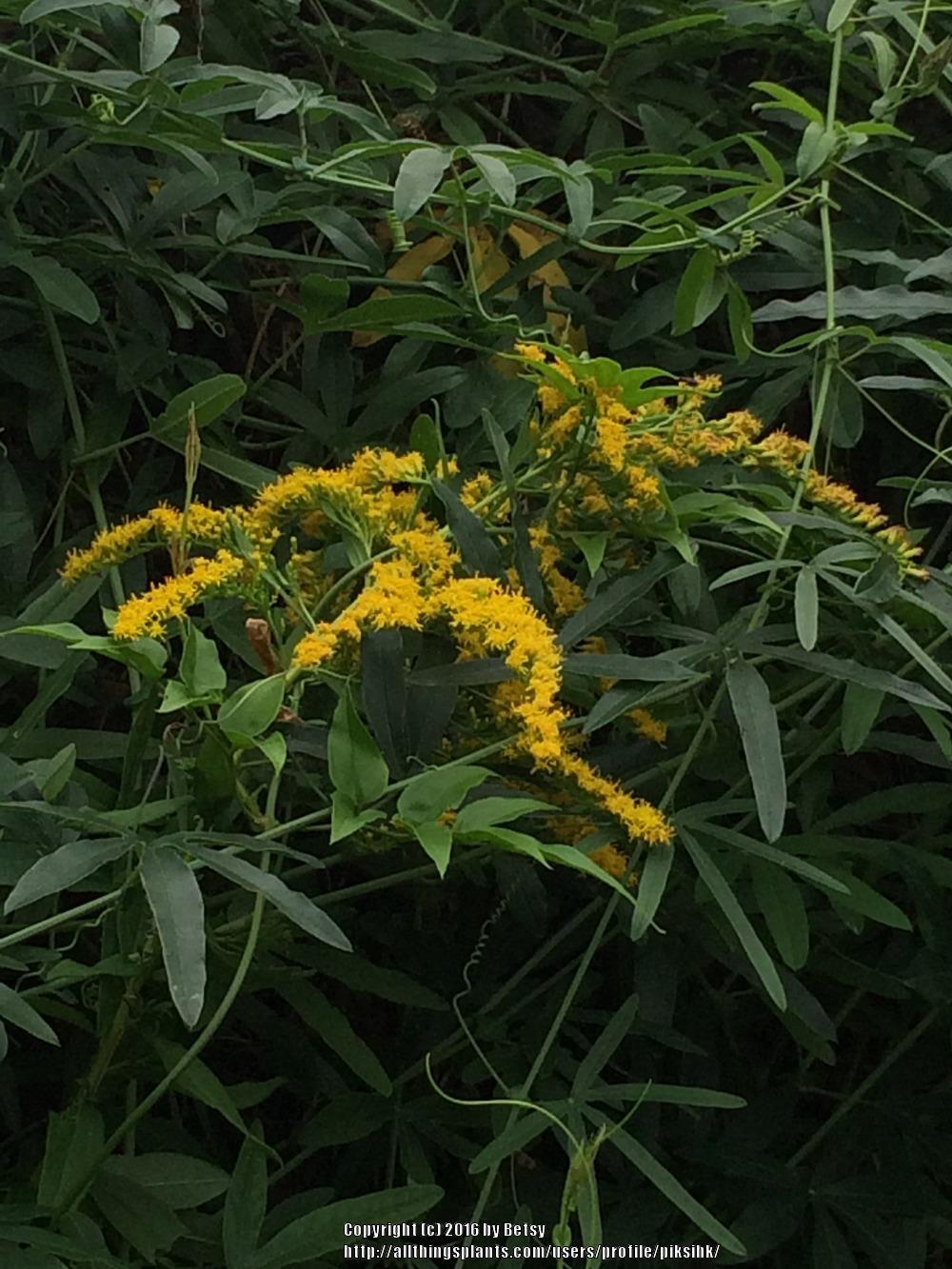 Photo of Goldenrods (Solidago) uploaded by piksihk