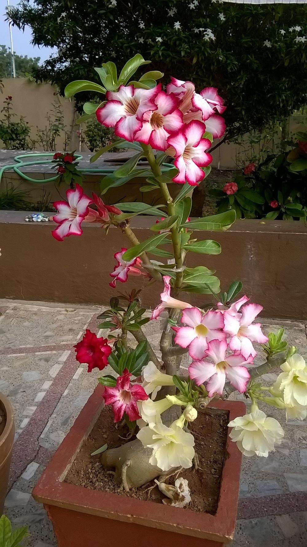 Photo of Desert Rose (Adenium obesum subsp. swazicum) uploaded by chhari55