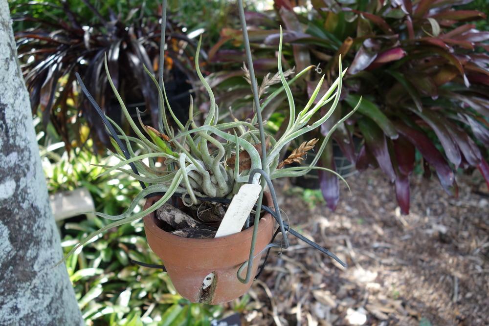 Photo of Air Plants (Tillandsia) uploaded by mellielong
