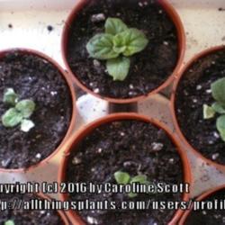 Location: Calgary
Date: 2016-01-27 
Seedlings Calceolaria hybrids