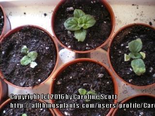 Photo of Pocketbook Plant (Calceolaria x herbeohybrida) uploaded by CarolineScott