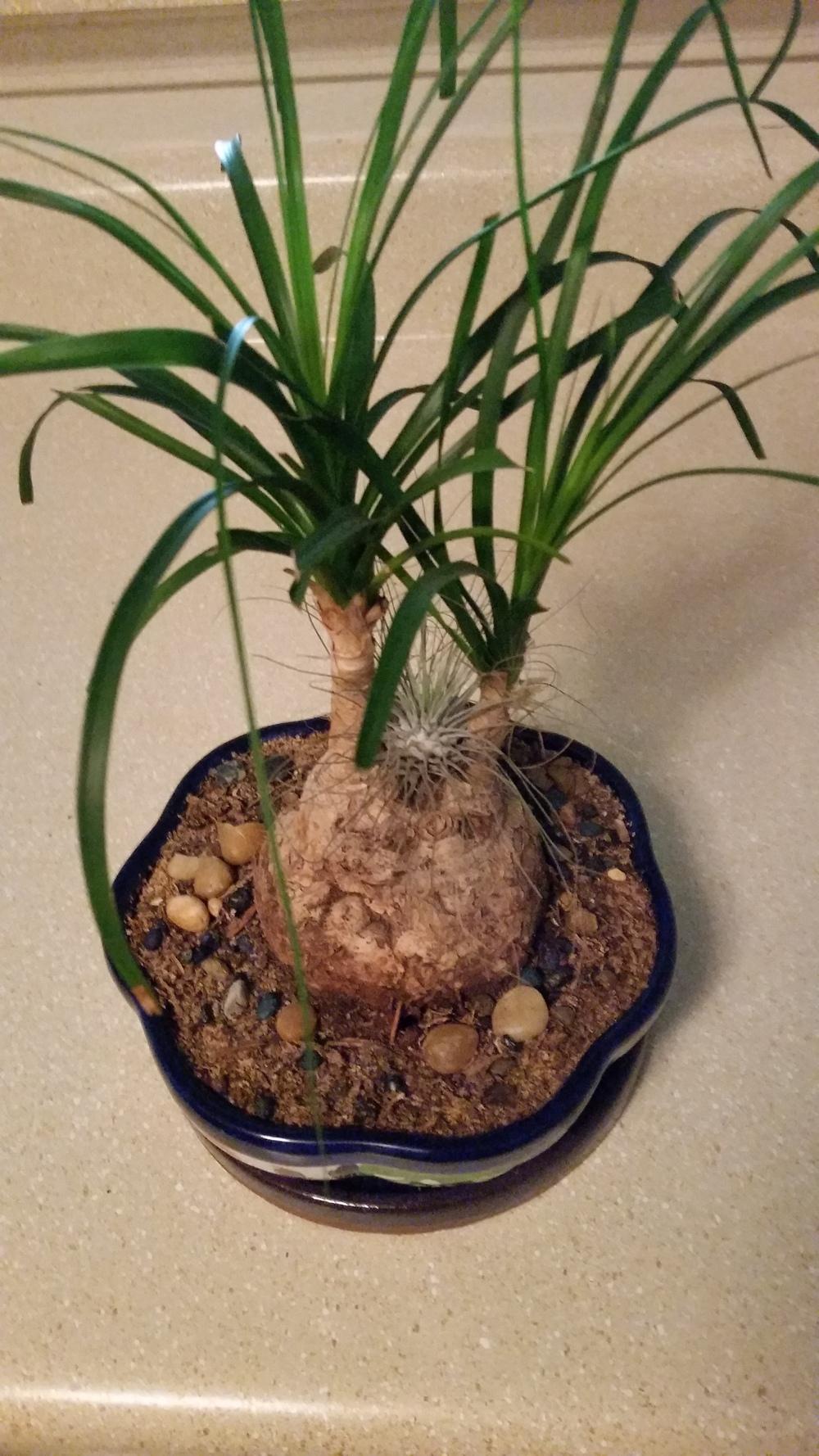 Photo of Ponytail Palm (Beaucarnea recurvata) uploaded by MrGrimGarden