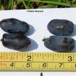 Location: The Honeyberry Farm, Bagley, MN
Date: 2015-06-28
Borealis honeyberries from 5 year old bush measure 3/4" long