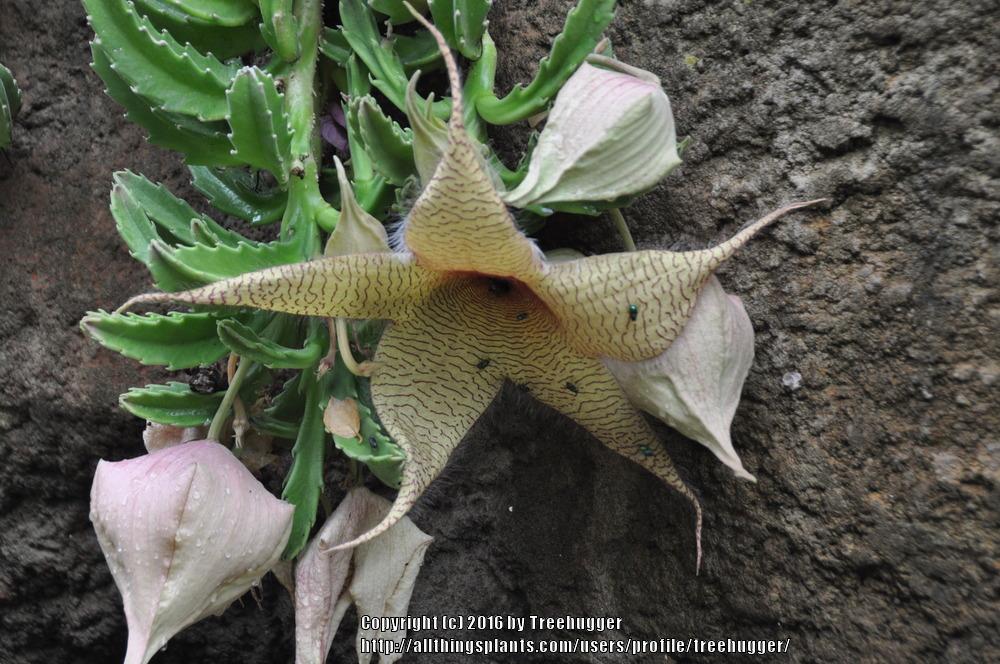 Photo of Starfish Plant (Ceropegia gigantea) uploaded by treehugger