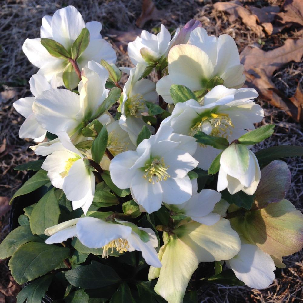 Photo of Hellebore (Helleborus niger Gold Collection® Jacob) uploaded by Dodecatheon3