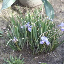 Location: Arroyo Grande, CA
Date: 2016-01-27
Winter Iris clump, blooming in January.