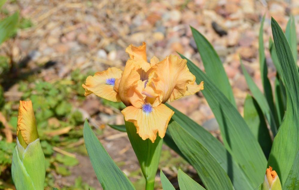 Photo of Standard Dwarf Bearded Iris (Iris 'Decorum') uploaded by KentPfeiffer