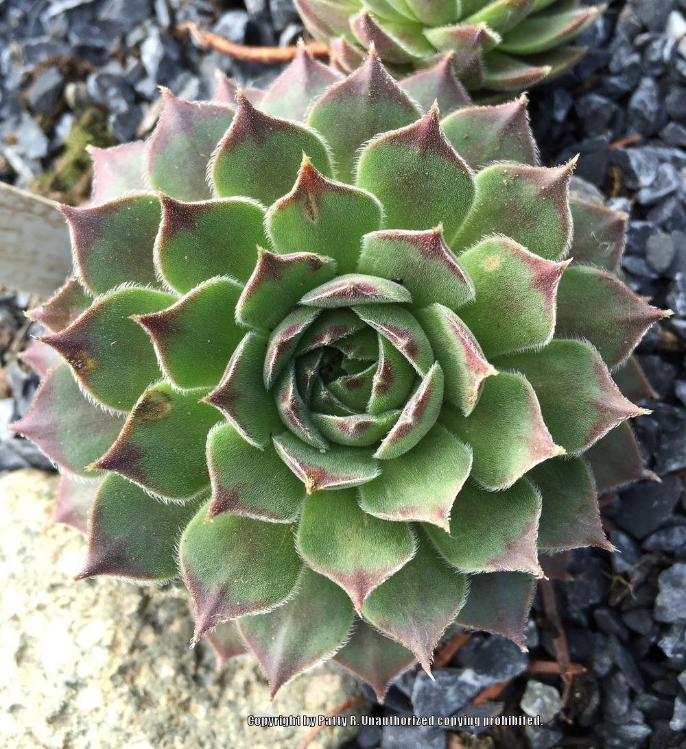 Photo of Hen and Chicks (Sempervivum 'Pacific Joyce') uploaded by Patty