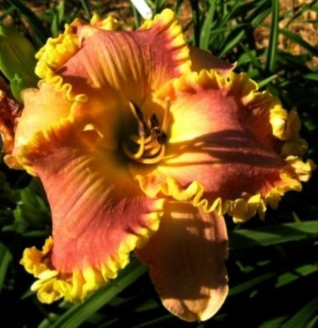 Photo of Daylily (Hemerocallis 'Jerry Nettles') uploaded by Sscape