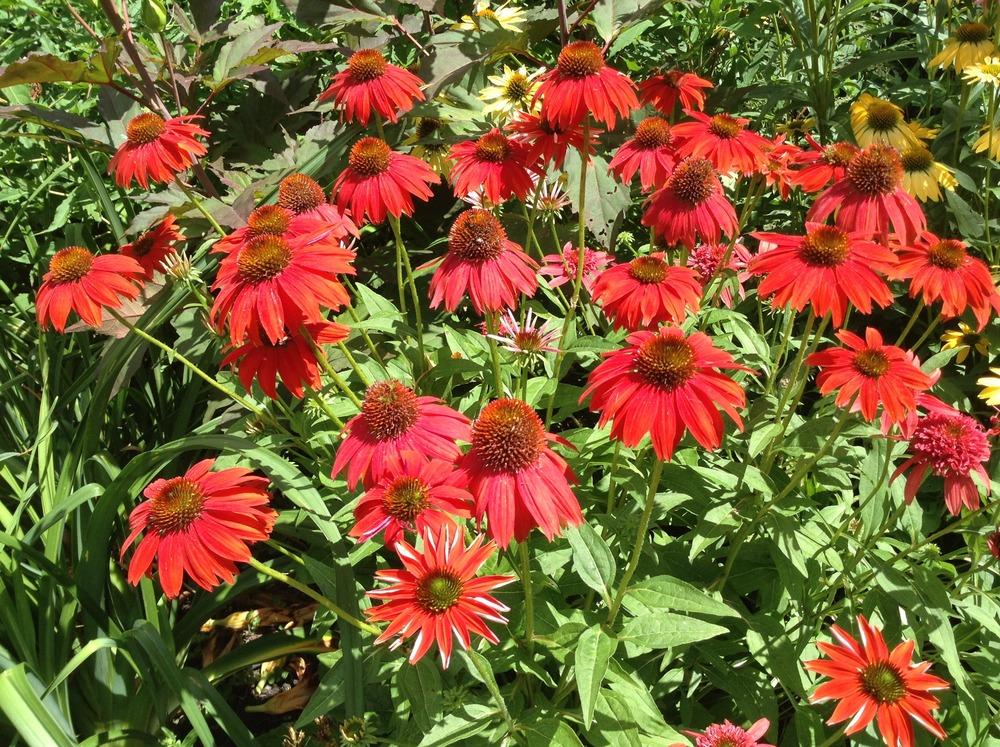 Photo of Coneflower (Echinacea Sombrero® Salsa Red) uploaded by acer5050