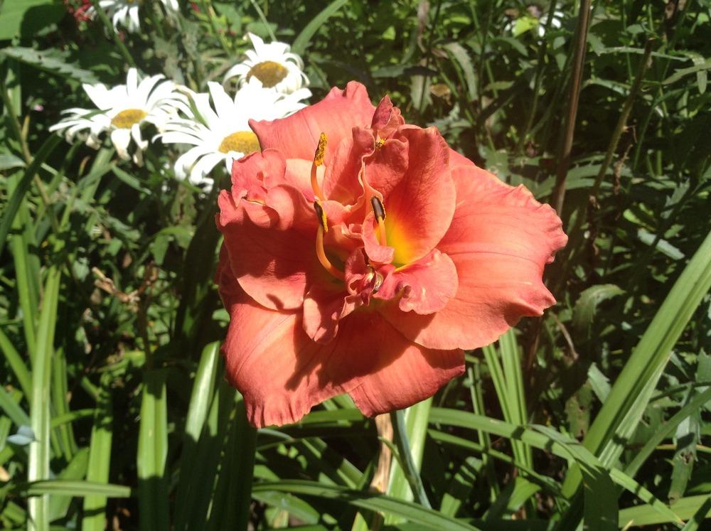 Photo of Daylily (Hemerocallis 'Rose Corsage') uploaded by acer5050