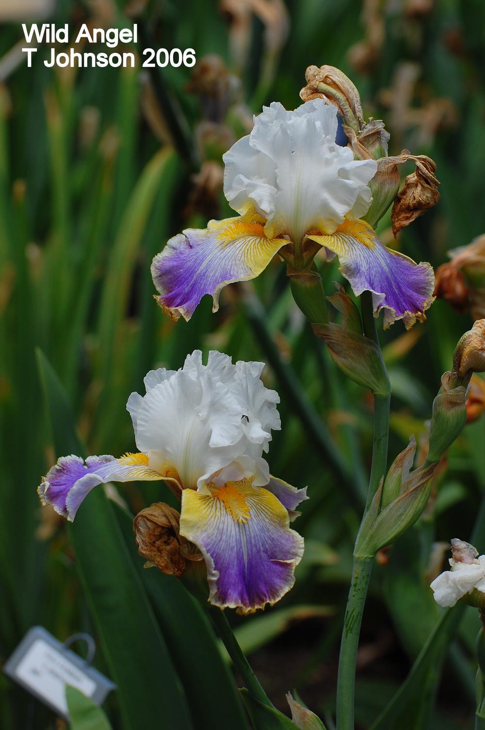 Photo of Tall Bearded Iris (Iris 'Wild Angel') uploaded by coboro