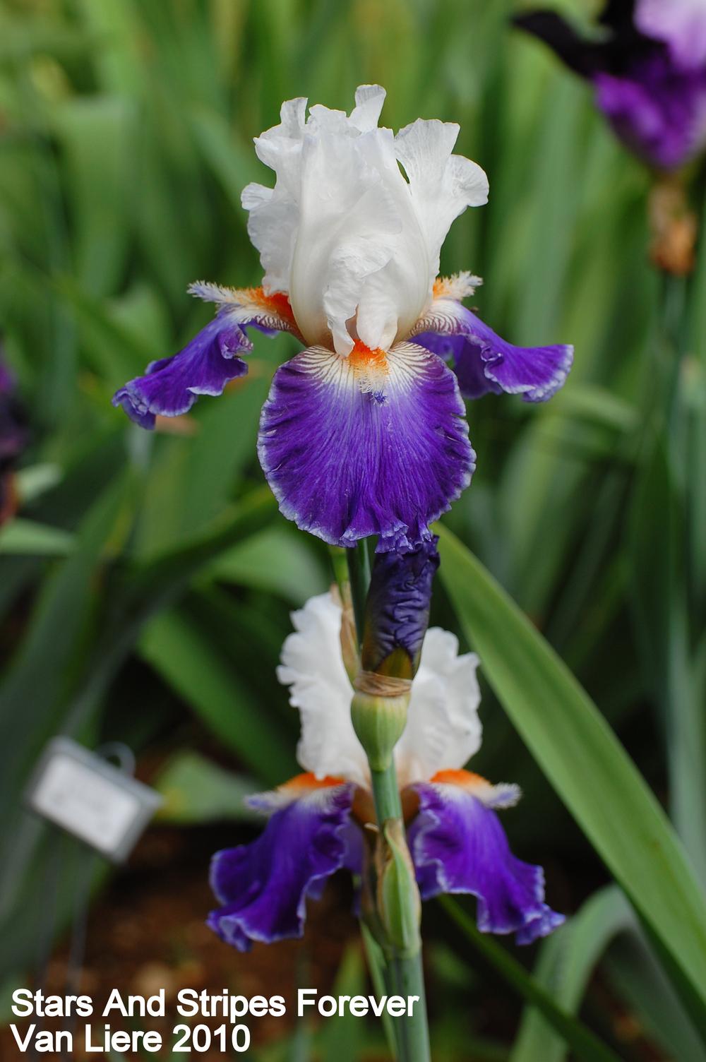 Photo of Tall Bearded Iris (Iris 'Stars and Stripes Forever') uploaded by coboro