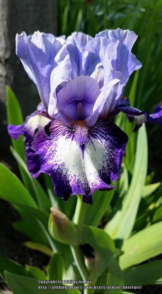 Photo of Intermediate Bearded Iris (Iris 'Sailor') uploaded by Boxergirl