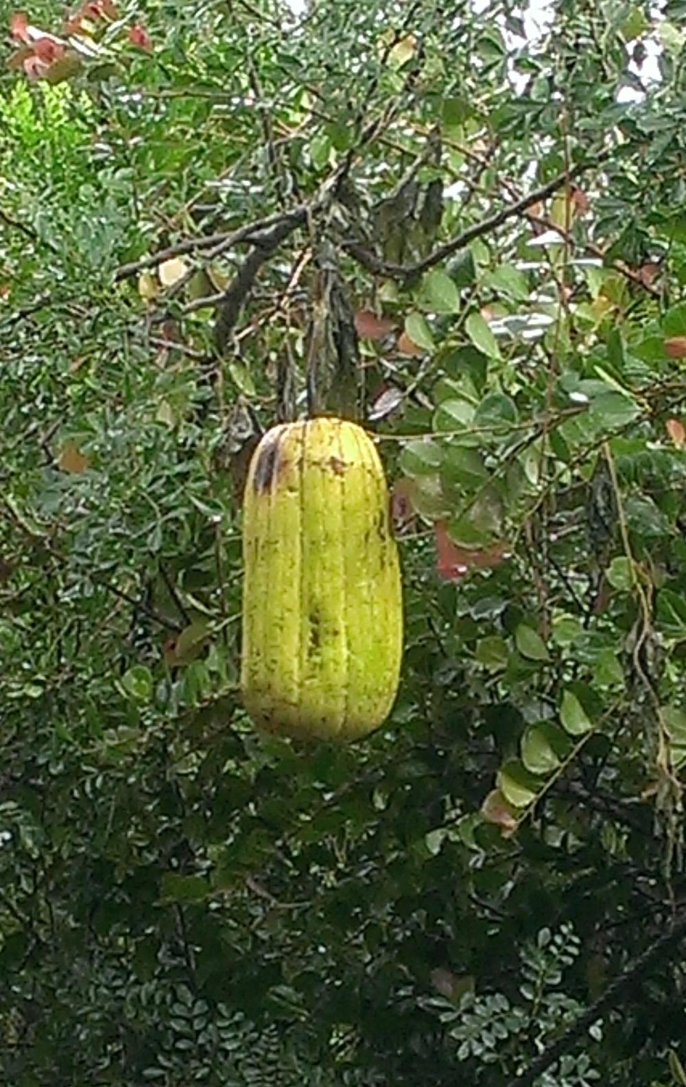 Photo of Sponge Gourd (Luffa aegyptiaca) uploaded by Dutchlady1