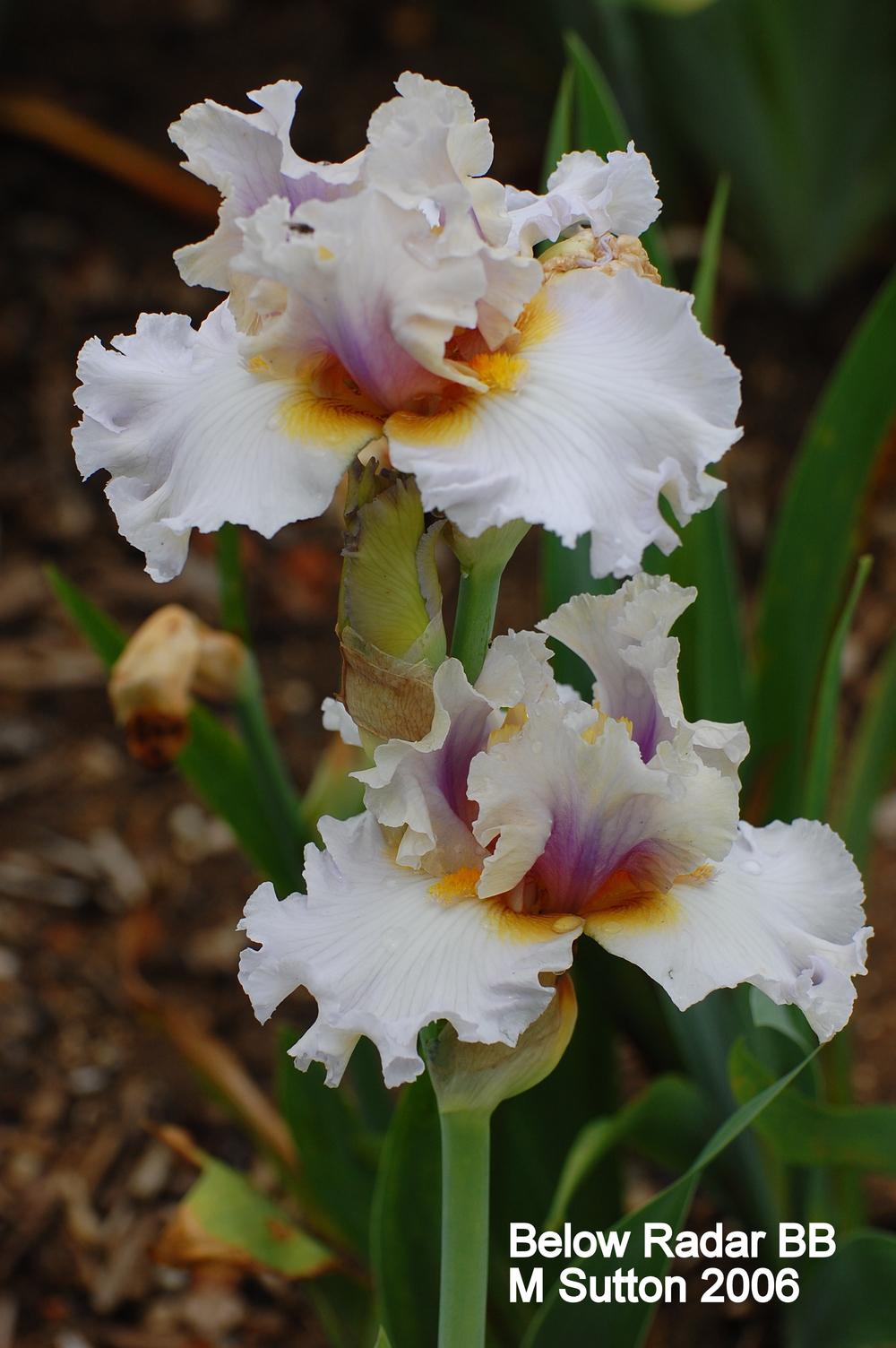 Photo of Border Bearded Iris (Iris 'Below Radar') uploaded by coboro