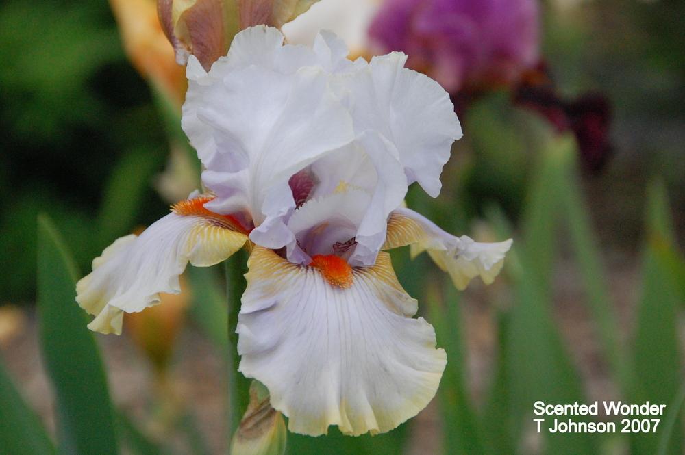 Photo of Tall Bearded Iris (Iris 'Scented Wonder') uploaded by coboro