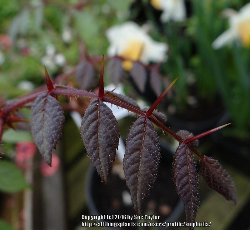 Photo of Devil's Walking Stick (Aralia spinosa) uploaded by kniphofia