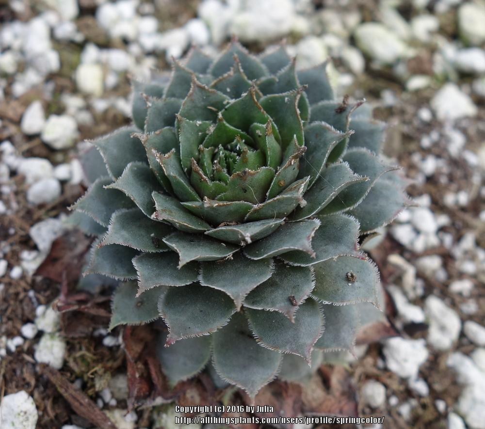Photo of Hen and Chick (Sempervivum 'Helen Payne') uploaded by springcolor