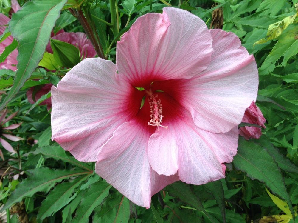 Photo of Hybrid Hardy Hibiscus (Hibiscus 'Lady Baltimore') uploaded by acer5050