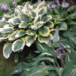 Location: My garden in Aurora, Ontario zone 5b
Top left taking up most of the picture is Hosta 'Forest Fire' wit