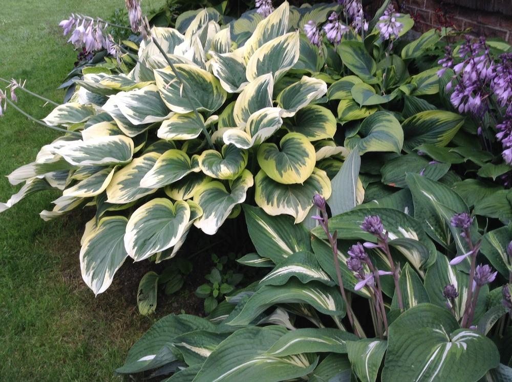 Photo of Hosta 'Forest Fire' uploaded by acer5050