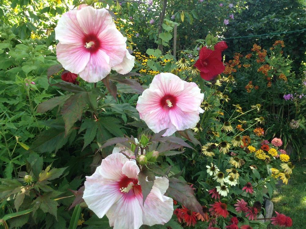 Photo of Hybrid Hardy Hibiscus (Hibiscus 'Kopper King') uploaded by acer5050