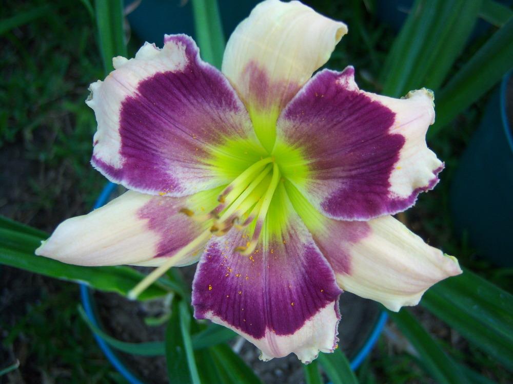 Photo of Daylily (Hemerocallis 'Blackberries and Cream') uploaded by drgulley