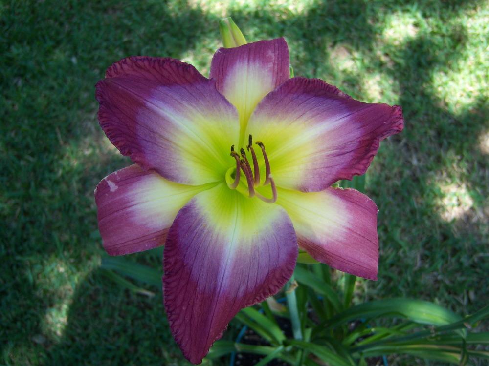 Photo of Daylily (Hemerocallis 'Claudine's Charm') uploaded by drgulley