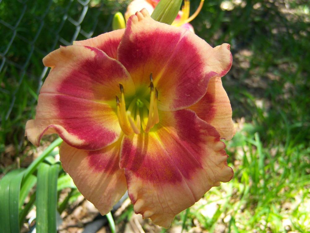 Photo of Daylily (Hemerocallis 'Cranberry Angels') uploaded by drgulley