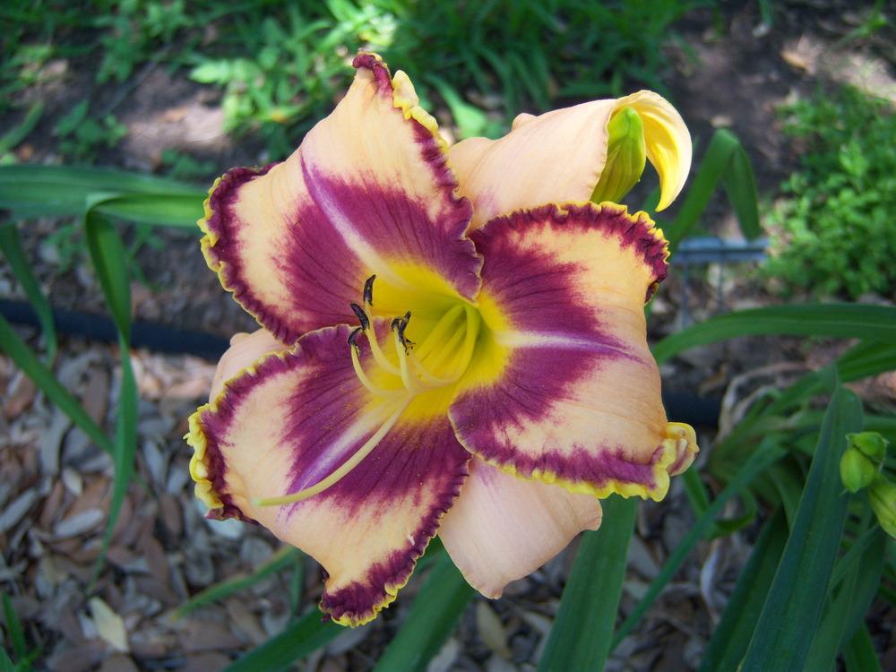 Photo of Daylily (Hemerocallis 'Edge of Your Seat') uploaded by drgulley