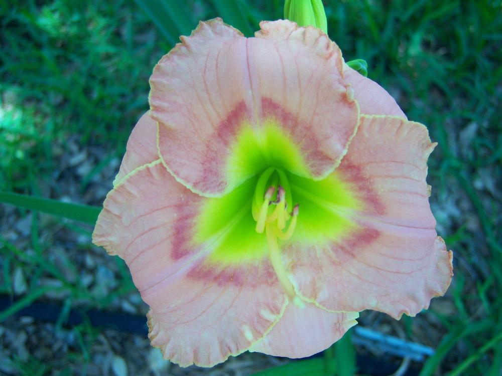 Photo of Daylily (Hemerocallis 'Elegant Candy') uploaded by drgulley
